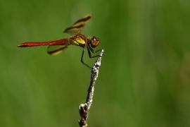 Sympetrum pedemontanum - Gebänderte Heidelibelle