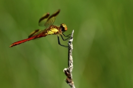 Sympetrum pedemontanum - Gebänderte Heidelibelle