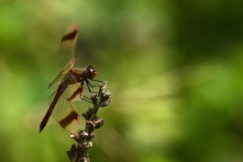 Sympetrum pedemontanum - Gebänderte Heidelibelle