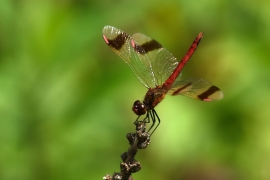 Sympetrum pedemontanum - Gebänderte Heidelibelle