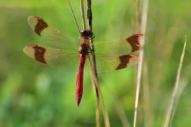 Sympetrum pedemontanum - Gebänderte Heidelibelle