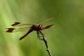 Sympetrum pedemontanum - Gebänderte Heidelibelle