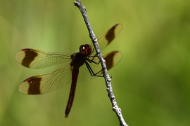 Sympetrum pedemontanum - Gebänderte Heidelibelle