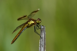 Sympetrum pedemontanum - Gebänderte Heidelibelle