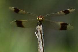 Sympetrum pedemontanum - Gebänderte Heidelibelle