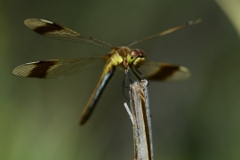 Sympetrum pedemontanum - Gebänderte Heidelibelle