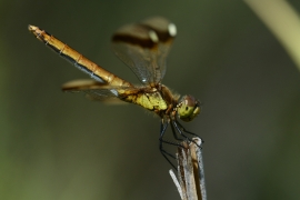 Sympetrum pedemontanum - Gebänderte Heidelibelle