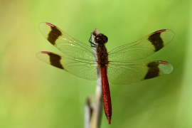 Sympetrum pedemontanum - Gebänderte Heidelibelle