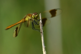 Sympetrum pedemontanum - Gebänderte Heidelibelle