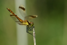 Sympetrum pedemontanum - Gebänderte Heidelibelle