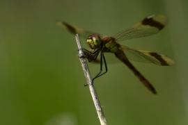 Sympetrum pedemontanum - Gebänderte Heidelibelle