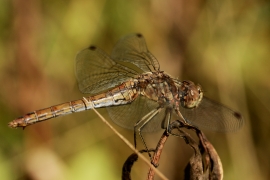 Sympetrum vulgatum - Gemeine Heidelibelle