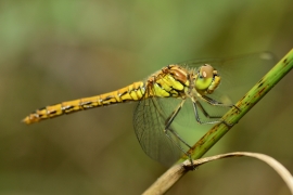 Sympetrum vulgatum - Gemeine Heidelibelle