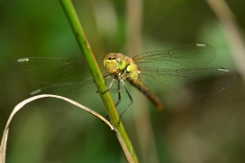 Sympetrum vulgatum - Gemeine Heidelibelle