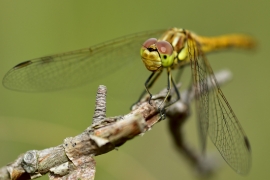 Sympetrum vulgatum - Gemeine Heidelibelle