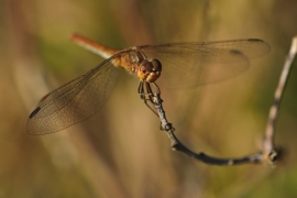 Sympetrum vulgatum - Gemeine Heidelibelle