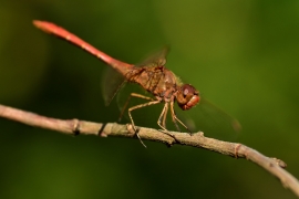 Sympetrum vulgatum - Gemeine Heidelibelle