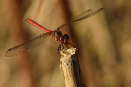 Sympetrum vulgatum - Gemeine Heidelibelle