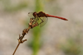 Sympetrum vulgatum - Gemeine Heidelibelle