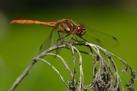 Sympetrum vulgatum - Gemeine Heidelibelle