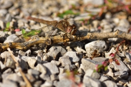 Sympetrum vulgatum - Gemeine Heidelibelle