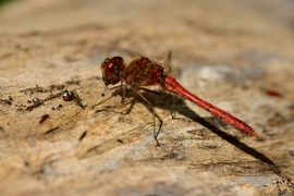 Sympetrum vulgatum - Gemeine Heidelibelle