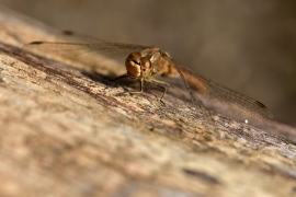 Sympetrum vulgatum - Gemeine Heidelibelle