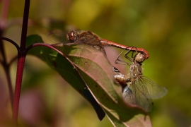 Sympetrum vulgatum - Gemeine Heidelibelle