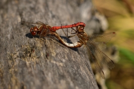 Sympetrum vulgatum - Gemeine Heidelibelle