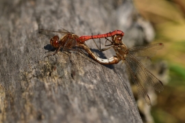 Sympetrum vulgatum - Gemeine Heidelibelle