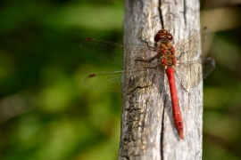 Sympetrum vulgatum - Gemeine Heidelibelle