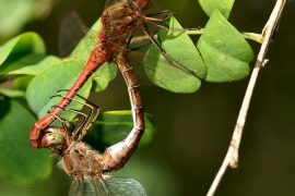 Sympetrum vulgatum - Gemeine Heidelibelle