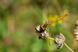 Sympetrum vulgatum - Gemeine Heidelibelle