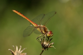 Sympetrum vulgatum - Gemeine Heidelibelle