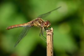 Sympetrum vulgatum - Gemeine Heidelibelle