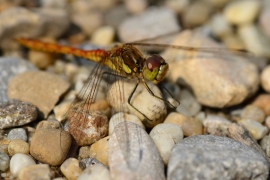 Sympetrum vulgatum - Gemeine Heidelibelle