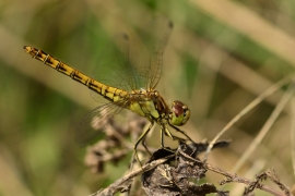 Sympetrum vulgatum - Gemeine Heidelibelle