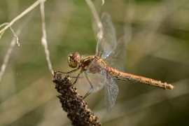 Sympetrum vulgatum - Gemeine Heidelibelle