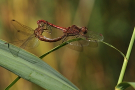 Sympetrum vulgatum - Gemeine Heidelibelle