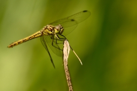 Sympetrum vulgatum - Gemeine Heidelibelle