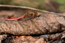 Sympetrum vulgatum - Gemeine Heidelibelle