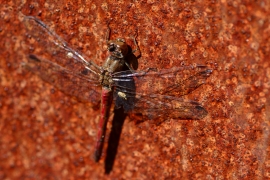 Sympetrum vulgatum - Gemeine Heidelibelle