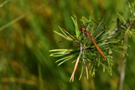 Sympetrum vulgatum - Gemeine Heidelibelle