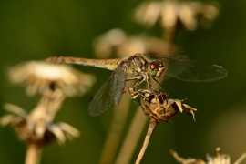 Sympetrum vulgatum - Gemeine Heidelibelle