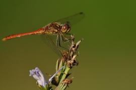 Sympetrum vulgatum - Gemeine Heidelibelle