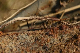 Sympetrum vulgatum - Gemeine Heidelibelle