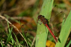 Sympetrum vulgatum - Gemeine Heidelibelle