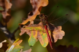 Sympetrum vulgatum - Gemeine Heidelibelle