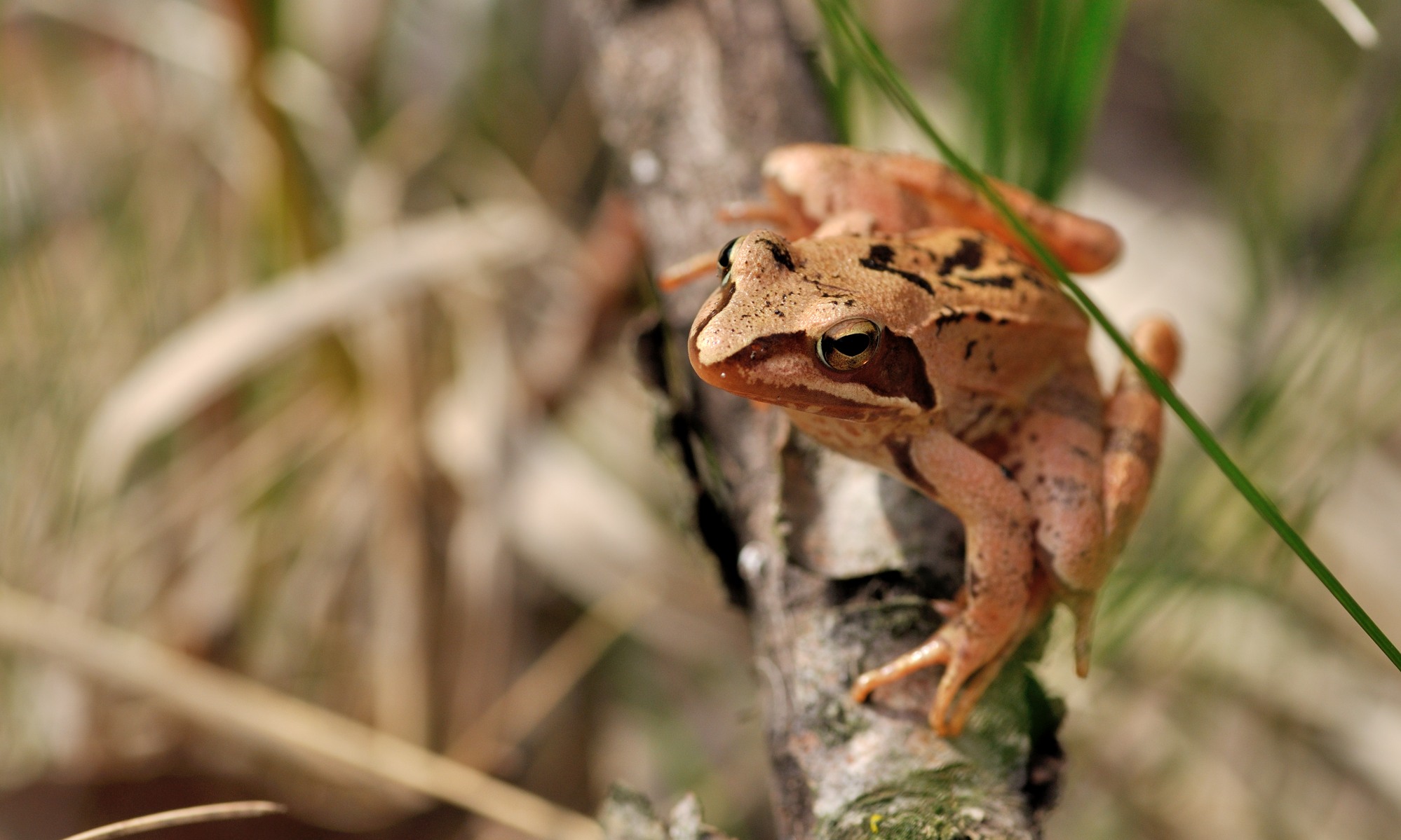 Amphibia - Ranas