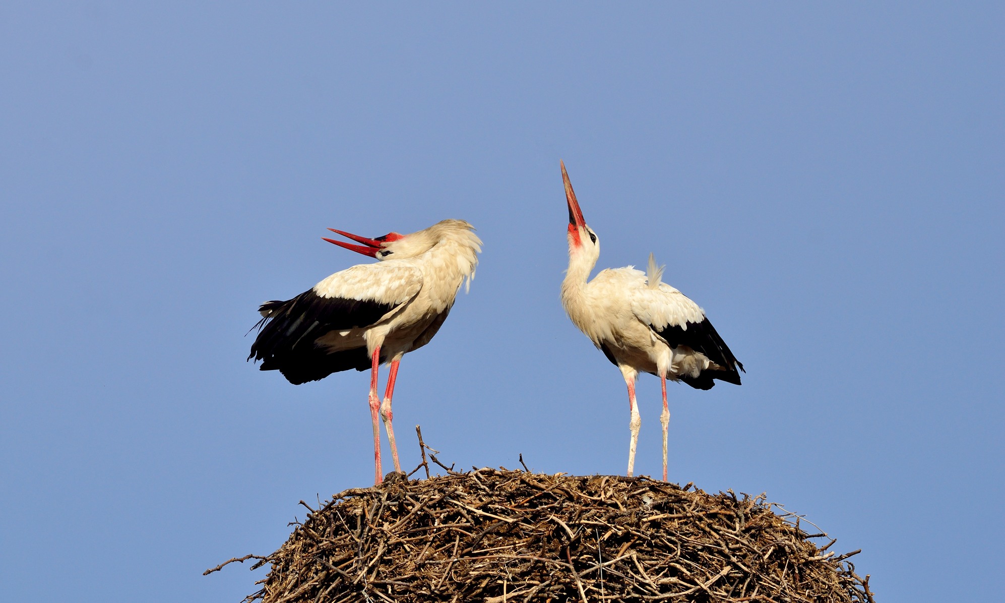 Aves - Cigüeñas